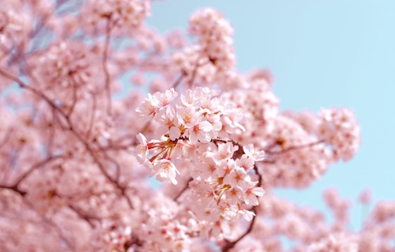 ことばの玉手箱 桜にまつわる美しい言葉