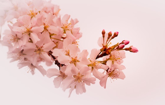 ことばの玉手箱 桜の語源と花言葉